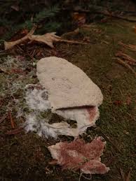 Attēlu rezultāti vaicājumam “Fuligo candida f. persicum”