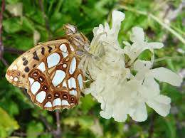 Attēlu rezultāti vaicājumam “Issoria lathonia”
