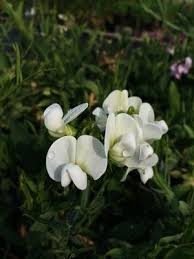 Attēlu rezultāti vaicājumam “Lathyrus latifolius flower”