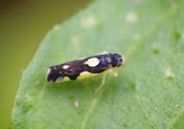 Attēlu rezultāti vaicājumam “Eupteryx vittata”