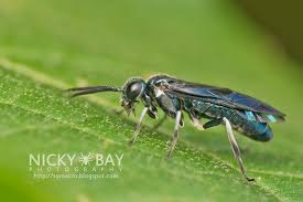 Attēlu rezultāti vaicājumam “Tenthredinidae”