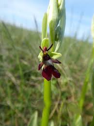 Attēlu rezultāti vaicājumam “Ophrys insectifera flower”