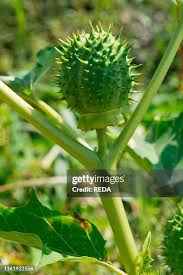 Attēlu rezultāti vaicājumam “Datura stramonium fruit”