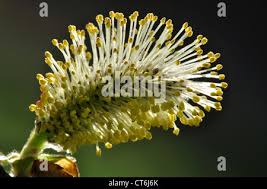 Attēlu rezultāti vaicājumam “Salix cinerea male flower”
