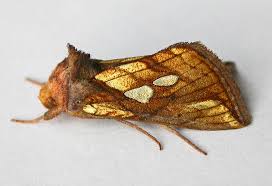 Attēlu rezultāti vaicājumam “Plusia festucae”