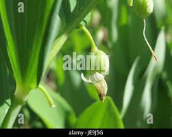 Attēlu rezultāti vaicājumam “Polygonatum odoratum bud”