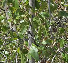 Attēlu rezultāti vaicājumam “Populus x gileadensis leaf”