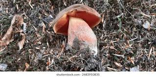 Attēlu rezultāti vaicājumam “Sutorius luridiformis”