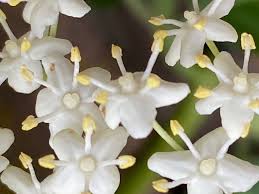 Attēlu rezultāti vaicājumam “Sambucus nigra flower”