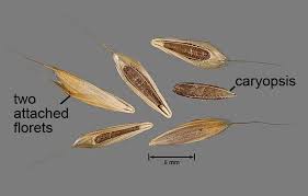Attēlu rezultāti vaicājumam “Bromus hordeaceus subsp. hordaceus fruit”