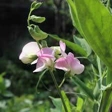 Attēlu rezultāti vaicājumam “Lathyrus latifolius flower”