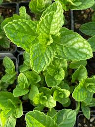 Attēlu rezultāti vaicājumam “Mentha spicata leaf”