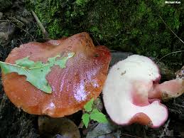 Attēlu rezultāti vaicājumam “Fistulina hepatica”
