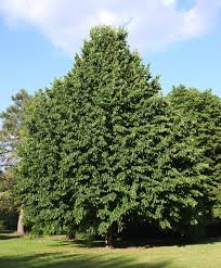 Attēlu rezultāti vaicājumam “Corylus colurna”