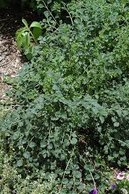 Image result for Sanguisorba minor