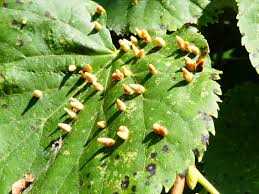 Attēlu rezultāti vaicājumam “Eriophyes tiliae”