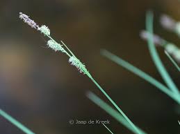 Attēlu rezultāti vaicājumam “Carex remota”