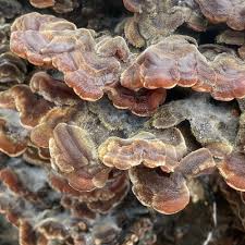 Attēlu rezultāti vaicājumam “Auricularia mesenterica”