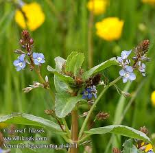 Attēlu rezultāti vaicājumam “Veronica beccabunga”