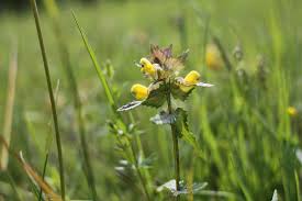 Attēlu rezultāti vaicājumam “Rhinanthus serotinus”