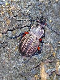 Attēlu rezultāti vaicājumam “Carabus cancellatus”