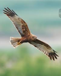 Attēlu rezultāti vaicājumam “Circus aeruginosus”