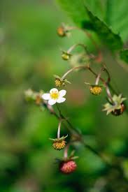 Attēlu rezultāti vaicājumam “Fragaria vesca flower”