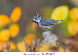 Attēlu rezultāti vaicājumam “Lophophanes cristatus adult”