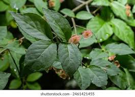 Attēlu rezultāti vaicājumam “Euonymus verrucosus leaf”