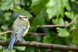 Attēlu rezultāti vaicājumam “Cyanistes caeruleus juvenile”