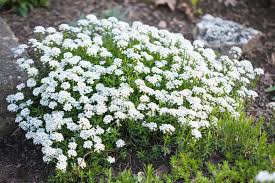 Image result for Schleifenblume