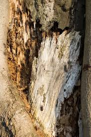 Attēlu rezultāti vaicājumam “Rhamnusium bicolor”