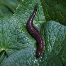 Attēlu rezultāti vaicājumam “Hirudinea”