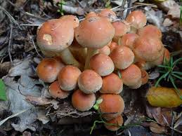Attēlu rezultāti vaicājumam “Hypholoma lateritium”