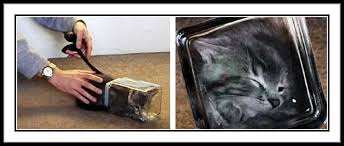 Kuvahaun tulos haulle bonsaikitten