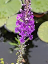 Image result for Linaria purpurea