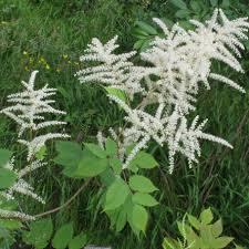 Image result for Aruncus dioicus