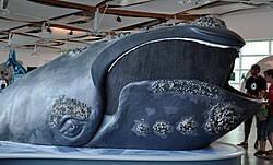 Image result for Eubalaena glacialis