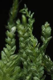 Attēlu rezultāti vaicājumam “Plagiothecium denticulatum”