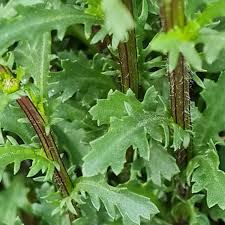 Attēlu rezultāti vaicājumam “Leucanthemum vulgare leaf”