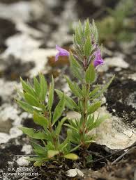 Attēlu rezultāti vaicājumam “Acinos arvensis”
