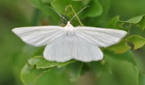 Attēlu rezultāti vaicājumam “Siona lineata”