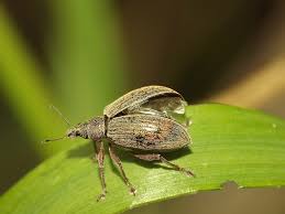 Attēlu rezultāti vaicājumam “Polydrusus mollis”