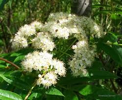 Attēlu rezultāti vaicājumam “Sorbus aucuparia flower”