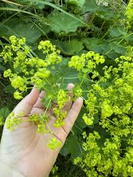Attēlu rezultāti vaicājumam “Alchemilla vulgaris aggr. leaf”