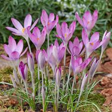 Attēlu rezultāti vaicājumam “Crocus”