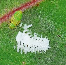 Attēlu rezultāti vaicājumam “Sternorrhyncha”