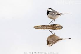 Attēlu rezultāti vaicājumam “Motacilla alba”