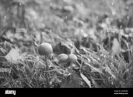 Attēlu rezultāti vaicājumam “Clavulinopsis cinerioides”
