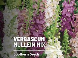 Attēlu rezultāti vaicājumam “Verbascum”
